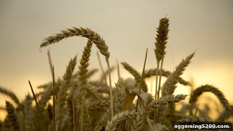 麻将胡了pg独家解析：胜率与风险控制的黄金平衡法则